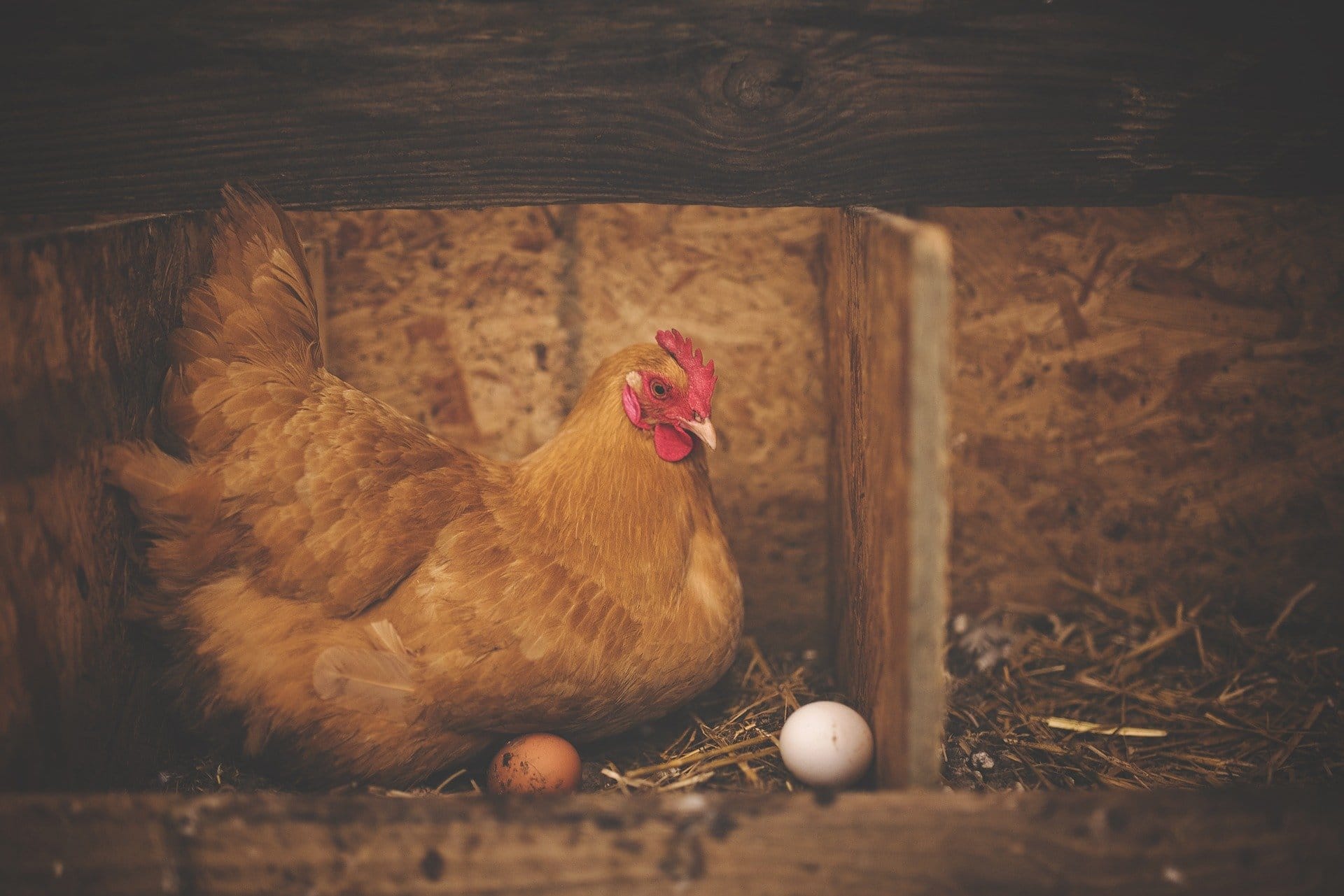 Chickens