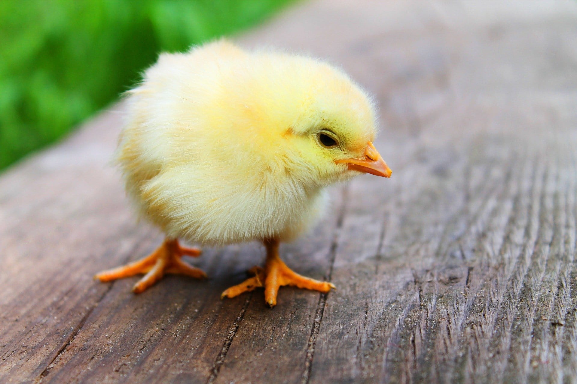 Chickens