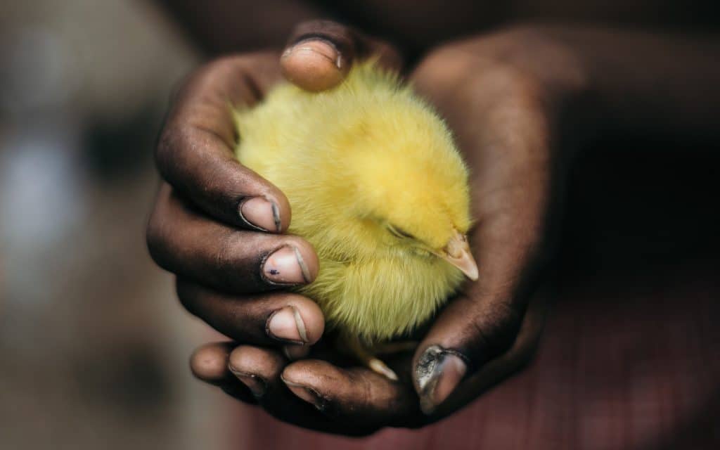 Chickens